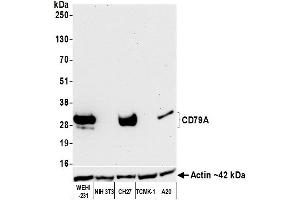 Western Blotting (WB) image for anti-B-cell antigen receptor complex-associated protein alpha chain (CD79A) (AA 176-226) antibody (ABIN7454005) (Recombinant CD79a anticorps  (AA 176-226))