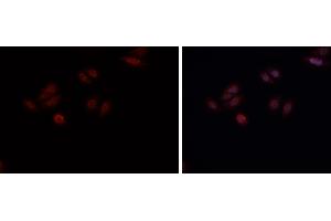 ABIN6269161 staining HepG2? (CREB1 anticorps  (Internal Region))