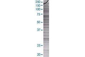POLS transfected lysate. (POLS 293T Cell Transient Overexpression Lysate(Denatured))