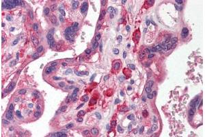 Human Placenta (formalin-fixed, paraffin-embedded) stained with SIRPA antibody ABIN214476 at 2. (SIRPA anticorps  (C-Term))