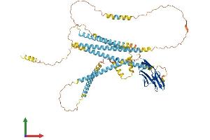 AlphaFold protein structure predicition of Mouse Recombinant Nexn Protein, UniprotID Q7TPW1
