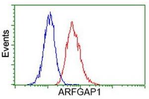 Image no. 4 for anti-ADP-Ribosylation Factor GTPase Activating Protein 1 (ARFGAP1) antibody (ABIN1496683) (ARFGAP1 anticorps)