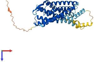 AlphaFold protein structure predicition of Human Recombinant BDKRB1 Protein, UniprotID P46663