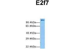 Host:  Rabbit  Target Name:  E2f7  Sample Tissue:  Human NIH-3T3  Antibody Dilution:  1. (E2F7 anticorps  (N-Term))