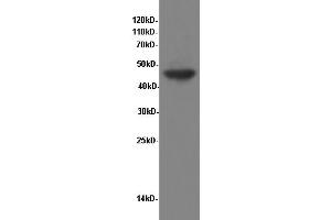 Western Blotting (WB) image for anti-Enolase 1 (ENO1) antibody (ABIN5958196) (ENO1 anticorps)