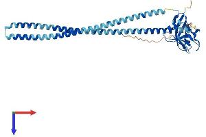 AlphaFold protein structure predicition of Mouse Recombinant Olr1 Protein, UniprotID Q9EQ09