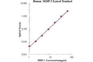 ELISA image for Matrix Metalloproteinase 2 (MMP2) ELISA Kit (ABIN2681242) (MMP2 Kit ELISA)