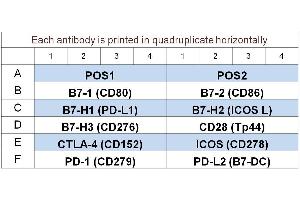 Image no. 1 for Human Immune Checkpoint Molecule Array 1 (ABIN4956064) (Humain Immune Checkpoint Molecule Array 1)