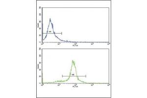 Flow cytometric analysis of HeLa cells using PAX6 antibody (bottom histogram) compared to a negative control (top histogram).