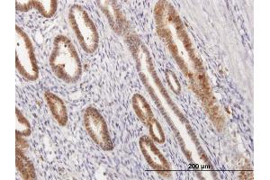 Immunoperoxidase of purified MaxPab antibody to ANXA1 on formalin-fixed paraffin-embedded human endometrium.