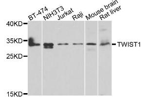 Western blot analysis of extracts of various cells, using TWIST1 antibody. (TWIST1 anticorps)