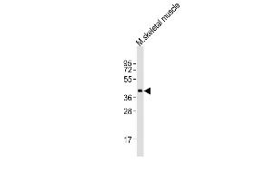 Anti-B4GALT7 Antibody (N-term)at 1:2000 dilution + mouse skeletal muscle lysates Lysates/proteins at 20 μg per lane. (B4GALT7 anticorps  (N-Term))