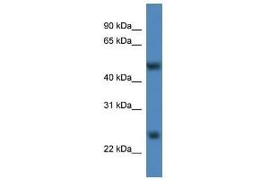Mettl4 antibody used at 0.