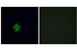 Immunofluorescence analysis of A549 cells, using OR2G2 antibody. (OR2G2 anticorps  (C-Term))