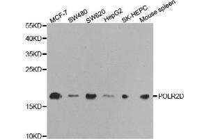 Western blot analysis of extracts of various cell lines, using POLR2D antibody. (POLR2D anticorps  (AA 1-142))