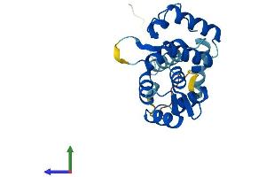 AlphaFold protein structure predicition of Mouse Recombinant Ropn1 Protein, UniprotID Q9ESG2