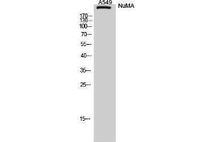 Western Blotting (WB) image for anti-Nuclear Mitotic Apparatus Protein 1 (NUMA1) (N-Term) antibody (ABIN3185976) (NUMA1 anticorps  (N-Term))
