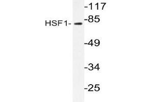 Western blot (WB) analyzes of HSF1 antibody in extracts from RAW264. (HSF1 anticorps)