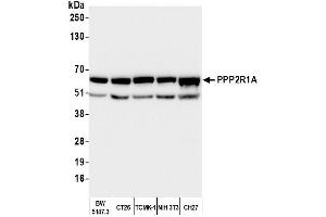 Western Blotting (WB) image for anti-Protein Phosphatase 2, Regulatory Subunit A, alpha (PPP2R1A) (C-Term) antibody (ABIN7451974)