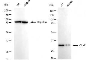 Western blotting analysis using OLIG1 antibody (ABIN7799700). (Recombinant OLIG1 anticorps)