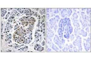 Immunohistochemistry analysis of paraffin-embedded human pancreas tissue using MtSSB antibody. (SSBP1 anticorps  (C-Term))