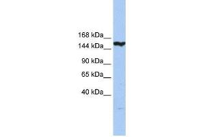 CASP8AP2 antibody used at 0. (FLASH anticorps  (N-Term))