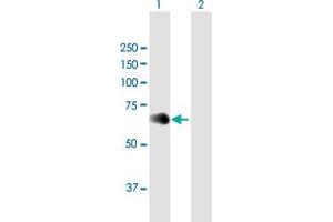 Western Blot analysis of NFIL3 expression in transfected 293T cell line by NFIL3 MaxPab polyclonal antibody.