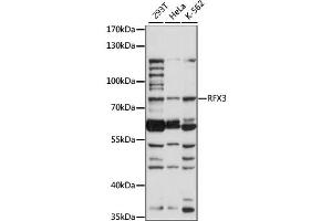 Western blot analysis of extracts of various cell lines, using RFX3 antibody (ABIN6291671) at 1:1000 dilution.