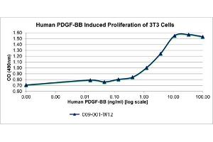 SDS-PAGE of Human Platelet Derived Growth Factor-BB Recombinant Protein Bioactivity of Human Platelet Derived Growth Factor-BB Recombinant Protein. (PDGF-BB Homodimer Protéine)