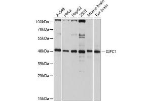 Western blot analysis of extracts of various cell lines, using GIPC1 antibody (ABIN6127955, ABIN6141093, ABIN6141094 and ABIN6214840) at 1:3000 dilution. (GIPC1 anticorps  (AA 1-333))