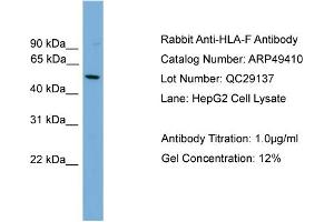 WB Suggested Anti-HLA-F  Antibody Titration: 0. (HLA-F anticorps  (N-Term))