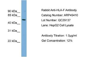 WB Suggested Anti-HLA-F  Antibody Titration: 0. (HLA-F anticorps  (N-Term))
