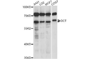 Western blot analysis of extracts of various cell lines, using DCT antibody (ABIN6291511) at 1:1000 dilution. (DCT anticorps)