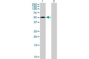 Western Blot analysis of RCN2 expression in transfected 293T cell line by RCN2 MaxPab polyclonal antibody.
