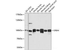 Western blot analysis of extracts of various cell lines using GRIA4 Polyclonal Antibody at dilution of 1:1000. (GRIA4 anticorps)
