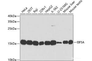 Western blot analysis of extracts of various cell lines using EIF5A Polyclonal Antibody at dilution of 1:1000. (EIF5A anticorps)