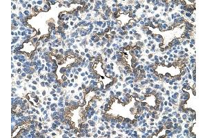Podoplanin antibody was used for immunohistochemistry at a concentration of 4-8 ug/ml to stain Alveolar cells (arrows) in Human Lung. (Podoplanin anticorps  (N-Term))