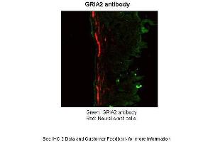 Application: ImmunohistochemistrySpecies+tissue/cell type: Mouse Gut Tissue TgWnt1-Cre/+ Ednrbflex3/+ Rosa26YFPStop/YFPStopHow many µg's of tissue/cell lysate run on the gel: 11 mg Mouse Gut Tissue Primary Antibody dilution: 1:50Secondary Antibody: Goat anti-rabbit-cy3 Secondary Antibody Dilution: 1:0500 (GRIA2 anticorps  (N-Term))