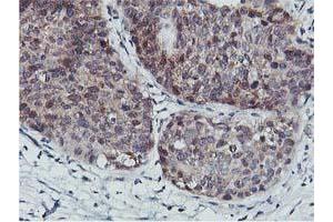 Image no. 7 for anti-CoA Synthase (COASY) antibody (ABIN1497556) (COASY anticorps)