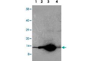 Western blot analysis of tissue extracts with DDT polyclonal antibody . (DDT anticorps  (C-Term))
