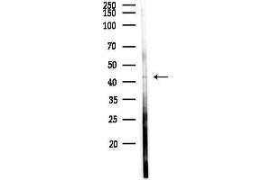 anti-TraB Domain Containing (TRABD) antibody