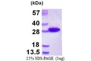 Image no. 1 for Glutathione S-Transferase mu 5 (GSTM5) protein (His tag) (ABIN1098315) (GSTM5 Protein (His tag))