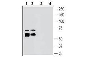 Western blot analysis of rat brain membranes (lanes 1 and 3) and mouse brain membranes (lanes 2 and 4): - 1-2.