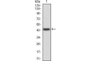 Western blot analysis using ANXA5 mAb against human ANXA5 (AA: 160-320) recombinant protein. (Annexin V anticorps  (AA 160-320))