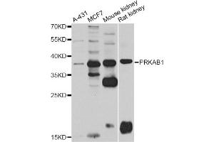 Western blot analysis of extracts of various cell lines, using PRKAB1 antibody (ABIN5995401) at 1/1000 dilution. (PRKAB1 anticorps)