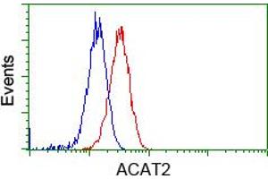 Image no. 8 for anti-Acetyl-CoA Acetyltransferase 2 (ACAT2) antibody (ABIN1496398)