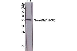 Western Blot (WB) analysis of specific cells using Cleaved-MMP-10 (F99) Polyclonal Antibody.