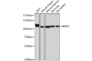 Western blot analysis of extracts of various cell lines using BRD3 Polyclonal Antibody at dilution of 1:1000. (BRD3 anticorps)