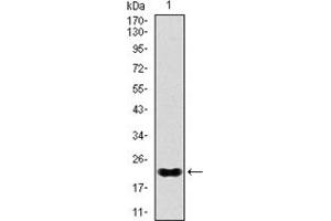 Western Blotting (WB) image for anti-NK2 Homeobox 2 (Nkx2-2) antibody (ABIN1108465)