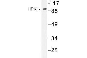 Image no. 1 for anti-Mitogen-Activated Protein Kinase Kinase Kinase Kinase 1 (MAP4K1) antibody (ABIN272248) (MAP4K1 anticorps)